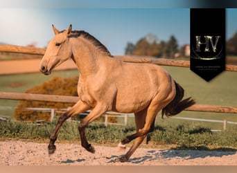 Lusitano, Klacz, 3 lat