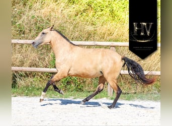 Lusitano, Klacz, 3 lat