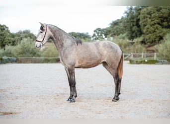 Lusitano, Klacz, 3 lat, Siwa