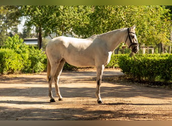 Lusitano, Klacz, 3 lat, Siwa