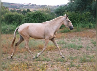 Lusitano, Klacz, 4 lat, 146 cm, Izabelowata