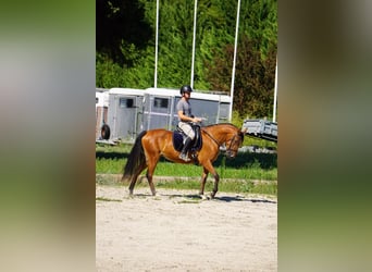 Lusitano, Klacz, 4 lat, 150 cm, Gniada