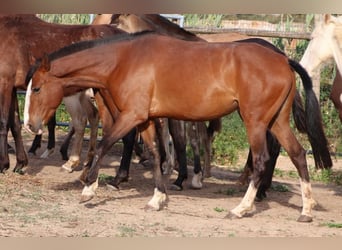 Lusitano, Klacz, 4 lat, 151 cm, Gniada