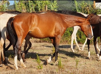 Lusitano, Klacz, 4 lat, 151 cm, Gniada