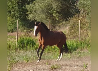 Lusitano, Klacz, 4 lat, 151 cm, Gniada