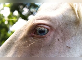 Lusitano, Klacz, 4 lat, 155 cm, Perlino