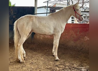 Lusitano, Klacz, 4 lat, 156 cm, Cremello