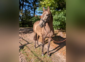 Lusitano, Klacz, 4 lat, 157 cm, Bułana
