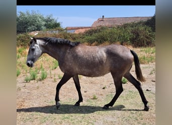 Lusitano, Klacz, 4 lat, 158 cm, Bułana