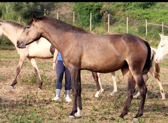 Lusitano, Klacz, 4 lat, 158 cm, Jelenia