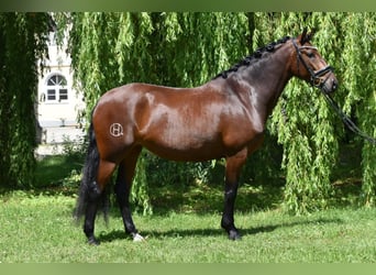 Lusitano, Klacz, 4 lat, 160 cm, Gniada