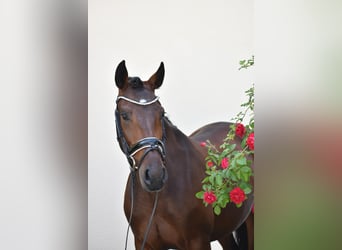 Lusitano, Klacz, 4 lat, 160 cm, Gniada