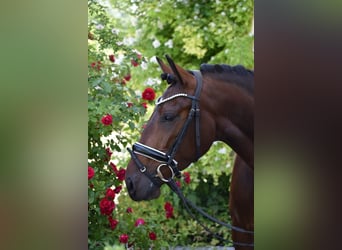 Lusitano, Klacz, 4 lat, 160 cm, Gniada