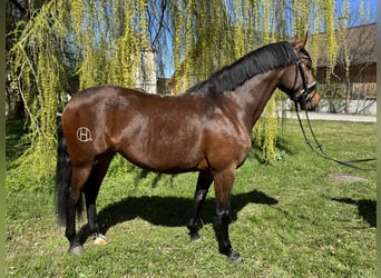 Lusitano, Klacz, 4 lat, 160 cm, Gniada