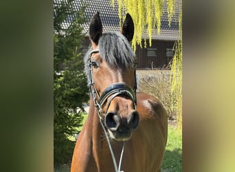 Lusitano, Klacz, 4 lat, 160 cm, Gniada