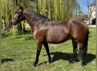 Lusitano, Klacz, 4 lat, 160 cm, Gniada