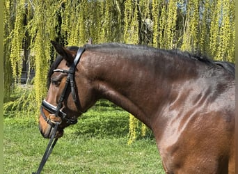 Lusitano, Klacz, 4 lat, 160 cm, Gniada
