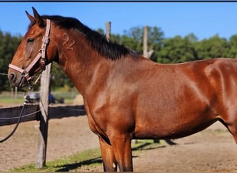 Lusitano, Klacz, 4 lat, 162 cm, Gniada