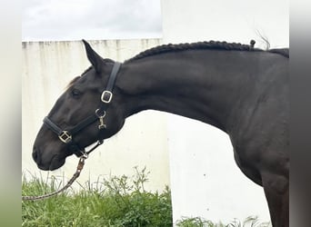 Lusitano, Klacz, 4 lat, 162 cm, Kara