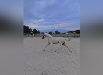 Lusitano, Klacz, 4 lat, 162 cm, Perlino