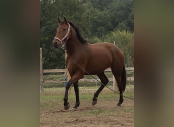 Lusitano, Klacz, 4 lat, 164 cm, Gniada