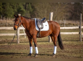 Lusitano, Klacz, 4 lat, 164 cm, Gniada