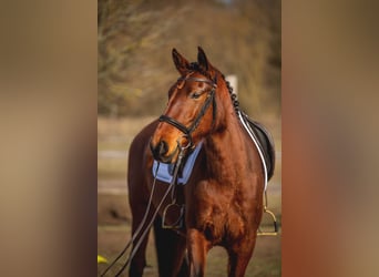 Lusitano, Klacz, 4 lat, 164 cm, Gniada