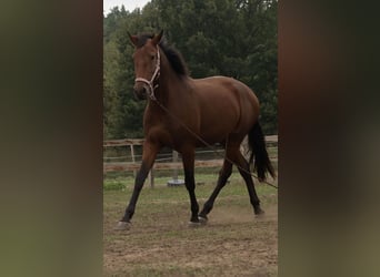 Lusitano, Klacz, 4 lat, 164 cm, Gniada