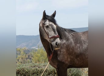 Lusitano, Klacz, 4 lat, 164 cm, Siwa