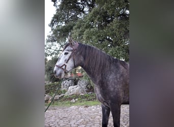 Lusitano, Klacz, 4 lat, 164 cm, Siwa