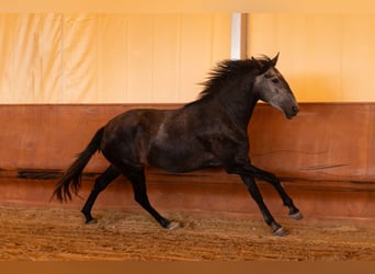 Lusitano, Klacz, 4 lat, 164 cm, Siwa