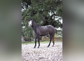 Lusitano, Klacz, 4 lat, 164 cm, Siwa