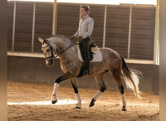 Lusitano, Klacz, 4 lat, 166 cm, Siwa