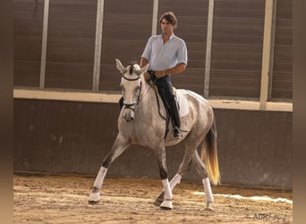 Lusitano, Klacz, 4 lat, 166 cm, Siwa