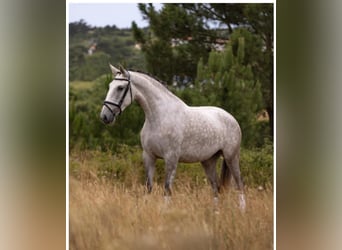 Lusitano, Klacz, 4 lat, 166 cm, Siwa