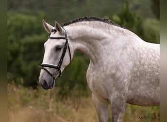 Lusitano, Klacz, 4 lat, 166 cm, Siwa