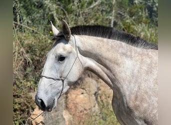 Lusitano, Klacz, 4 lat, 167 cm, Siwa