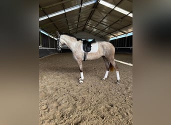 Lusitano, Klacz, 4 lat, 167 cm, Siwa