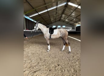 Lusitano, Klacz, 4 lat, 167 cm, Siwa