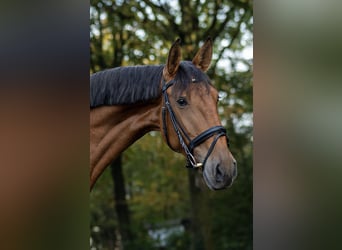 Lusitano, Klacz, 4 lat, 168 cm, Gniada