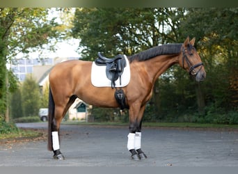 Lusitano, Klacz, 4 lat, 168 cm, Gniada