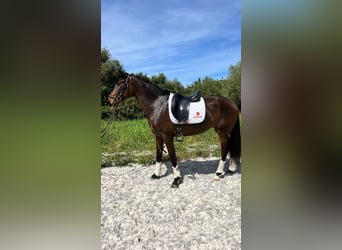 Lusitano, Klacz, 4 lat, 168 cm, Gniada