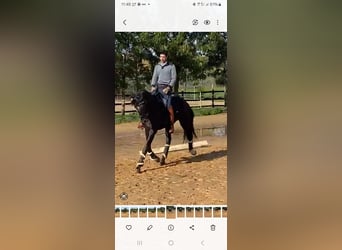 Lusitano, Klacz, 4 lat, 168 cm, Kara