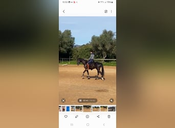 Lusitano, Klacz, 4 lat, 168 cm, Kara