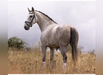Lusitano, Klacz, 4 lat, 168 cm, Siwa