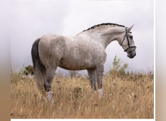 Lusitano, Klacz, 4 lat, 168 cm, Siwa