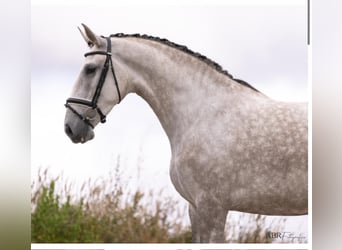 Lusitano, Klacz, 4 lat, 168 cm, Siwa