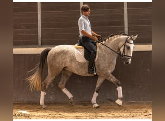Lusitano, Klacz, 4 lat, 168 cm, Siwa