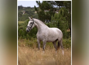 Lusitano, Klacz, 4 lat, 168 cm, Siwa