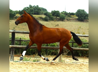 Lusitano, Klacz, 4 lat, 170 cm, Gniada